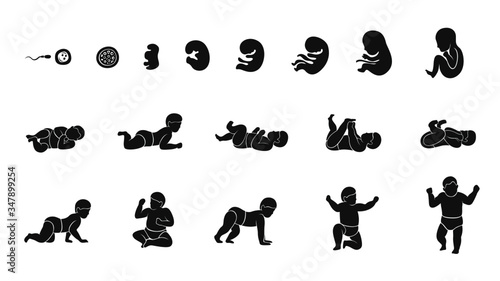 stages human embryonic development icon set flat design
