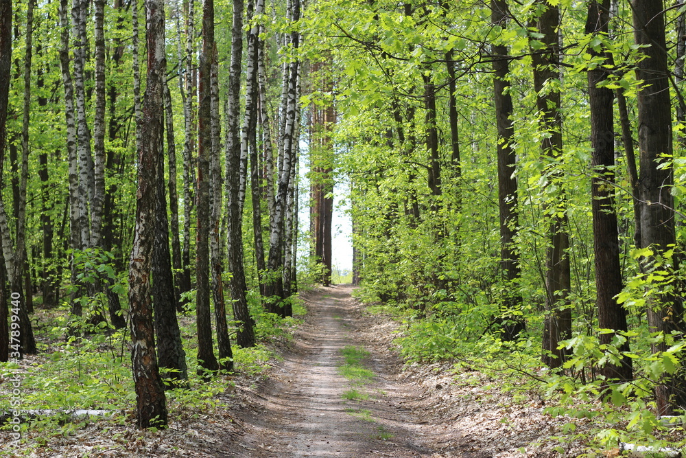 Fototapeta premium Road and birches in forest