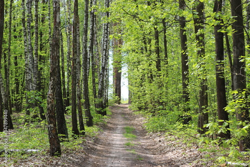 Road and birches in forest