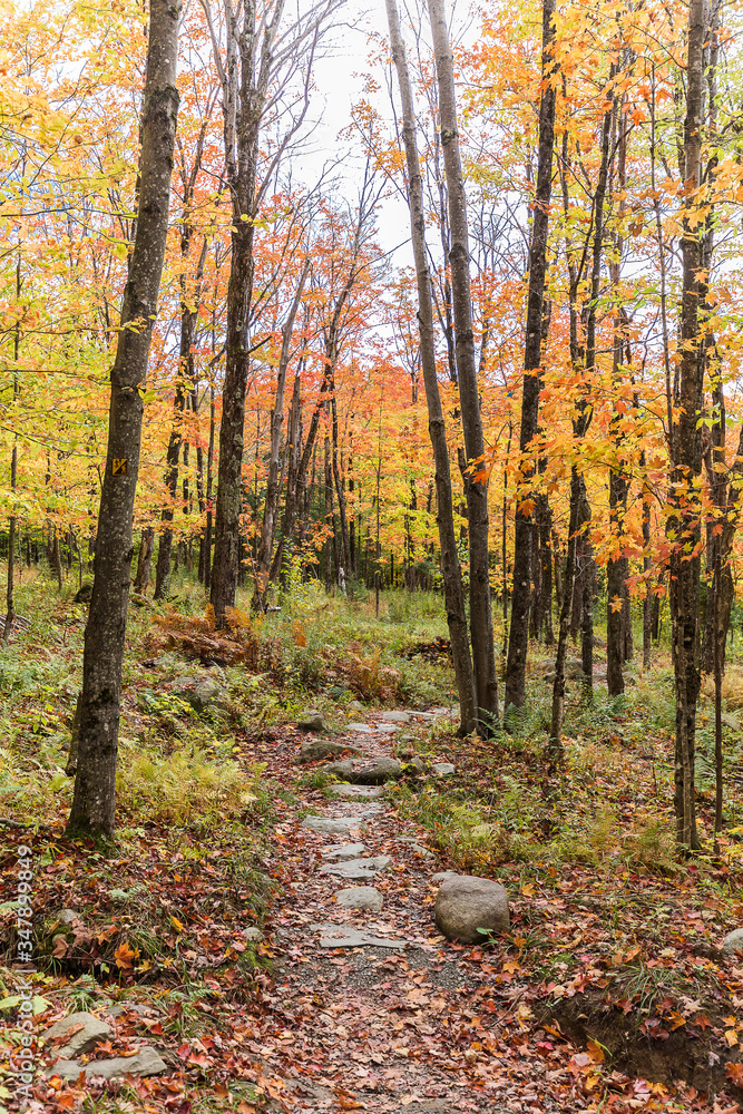 Fototapeta premium autumn forest