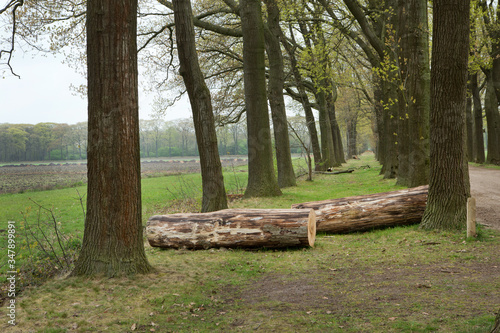 Lane structure at Merksplas Colony. Wortel Colony. Belgium. Cut tree stems photo