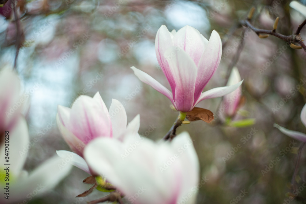 Obraz premium Magnolie
