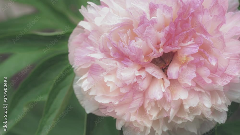 Close up view of peony blossom growing in garden. Beautiful and delicate flower in full bloom. Large blossom of pale pink petals. 4k panning shot Close up view of peony blossom growing in garden. Beautiful and delicate flower in full bloom. Large blossom of pale pink petals. 4k panning shot
