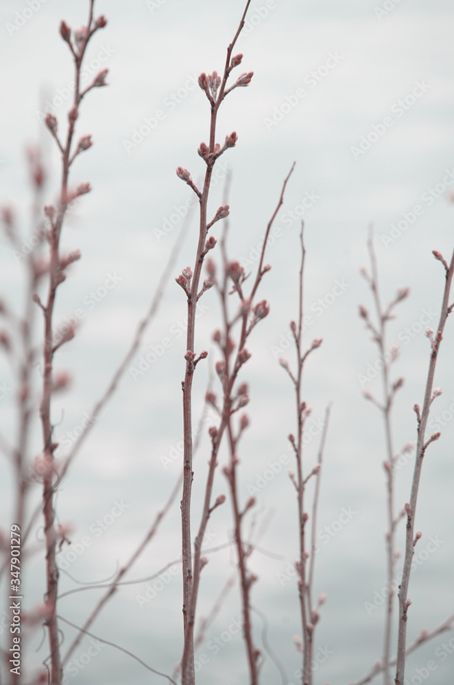 Close up photography of branches on the Danube river.