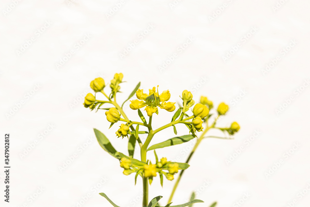 flower of Rue plant, aromatic plants
