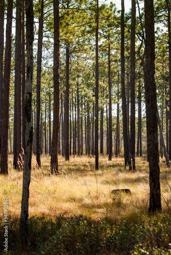 Spring pine forest over bright dry grasses