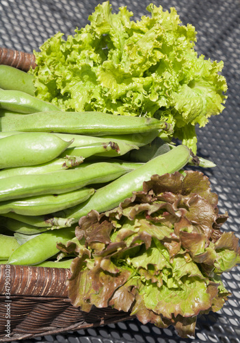 freshly picked organically grown lettuces and broad beans
 photo