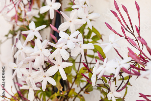 Sweetly scented white flowers of star jasmine
