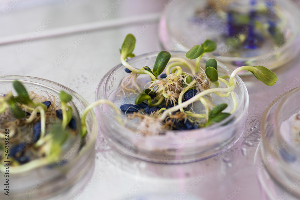 Sprouting sunflower seeds, treated with pesticides in a petri dish Sprouting sunflower seeds, treated with pesticides in a petri dish