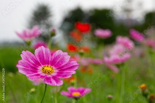 Pink cosmos flowers bloom in a beautiful flower garden full of colorful flowers and green verdant fields. Closeup captured with blur background.