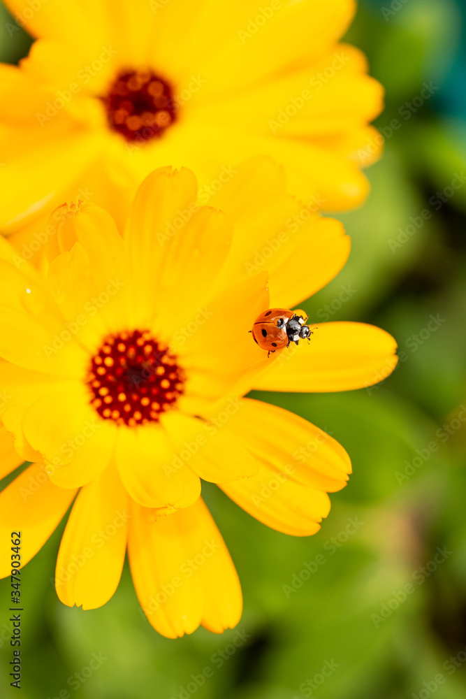 ladybug in pot Marigold, Calendula officinalis close up. selective focus in ladybug ladybug in pot Marigold, Calendula officinalis close up. selective focus in ladybug
