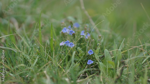 beautiful little blue flowers in a summer meadow, spring