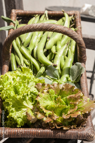 freshly harvested organic home grown lettuces and broad beans in a wicker trug photo