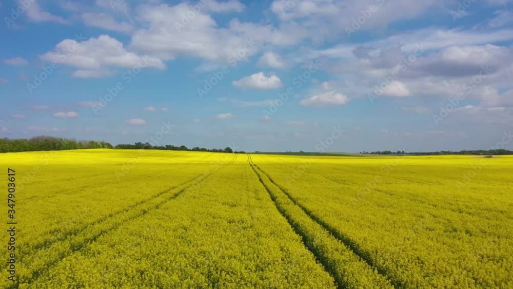 The rapeseed field in springtime, view from drone The rapeseed field in springtime, view from drone