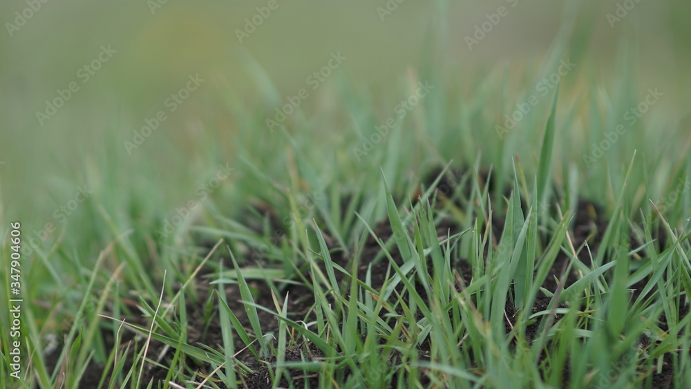 anthill among fresh green meadows, summer day anthill among fresh green meadows, summer day