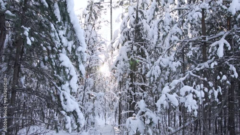 bright sun rays through the branches of a coniferous winter snowy forest bright sun rays through the branches of a coniferous winter snowy forest