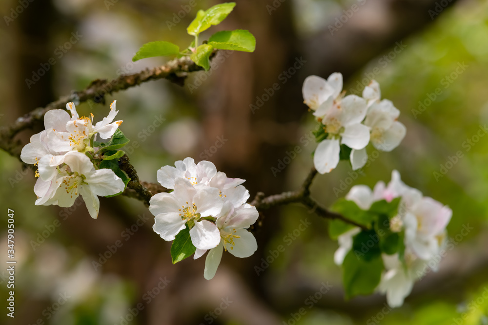 Apfelblüte Blüte Apfelbaum Knospen Blätter Malus Nahaufnahme Makro Obstbaum Blütenstand Dolde Rispe Streuobstwiese Sauerland Deutschland Garten Kernobst Details Rosa Frühling Ernte Früchte 