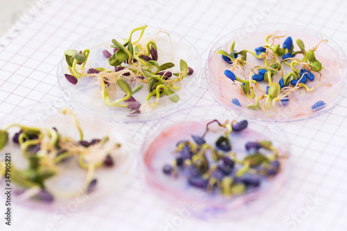 Sprouting sunflower seeds, treated with pesticides in a petri dish