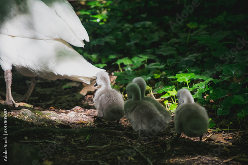 Patos siguiendo a su madre