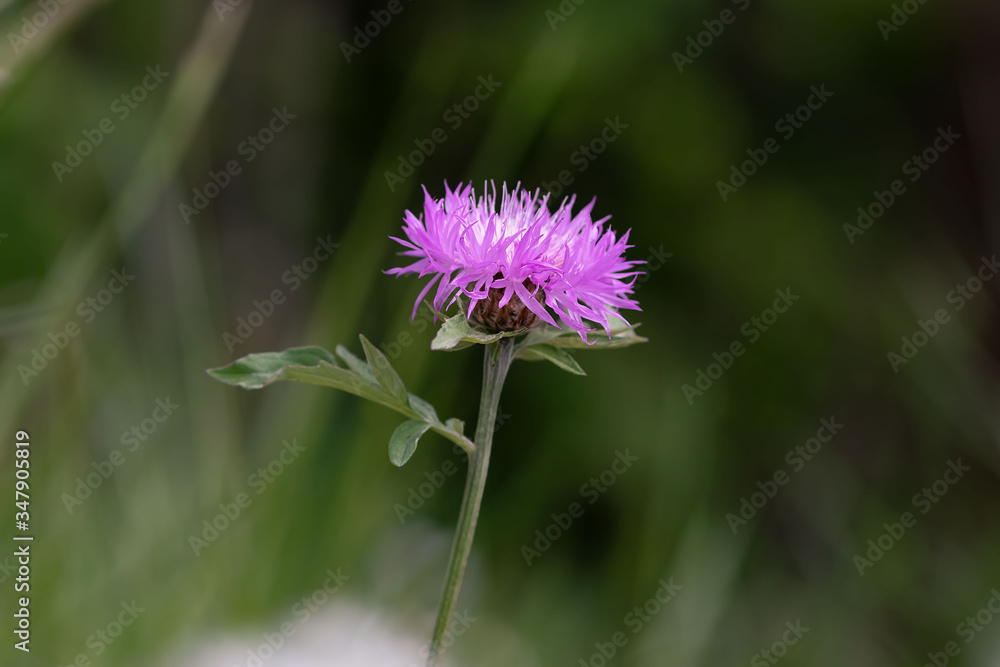 Siren flower that grows at the pond against the background of juicy greens Siren flower that grows at the pond against the background of juicy greens