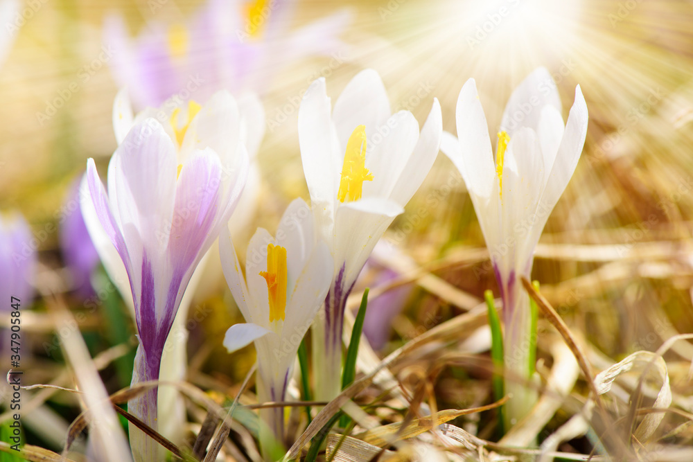 wide angle view to daisy flowers at spring with sunbeams wide angle view to daisy flowers at spring with sunbeams