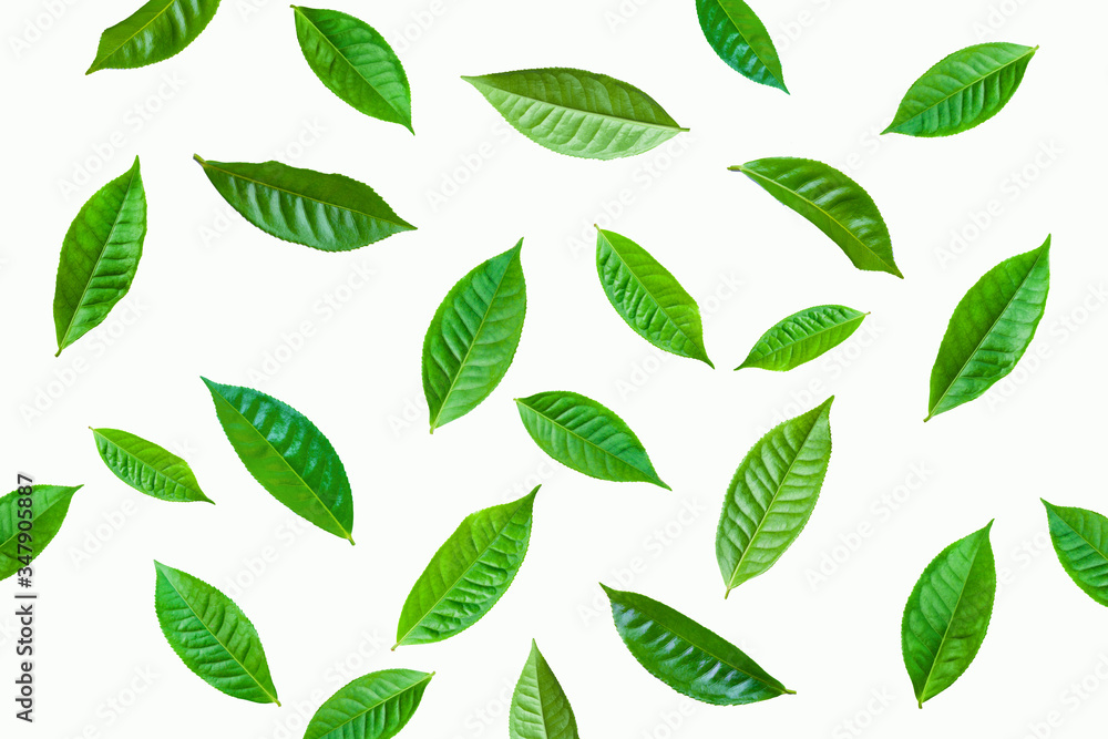 fresh green tea plant leaf on white background for design elements, Flat lay fresh green tea plant leaf on white background for design elements, Flat lay