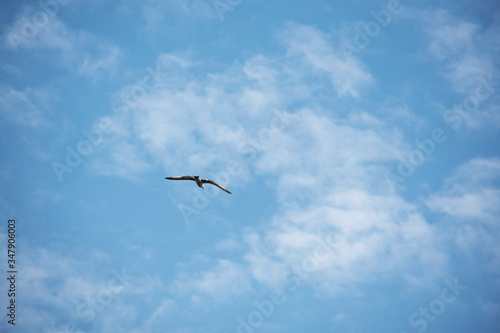  Bird on a background of blue sky © Roman