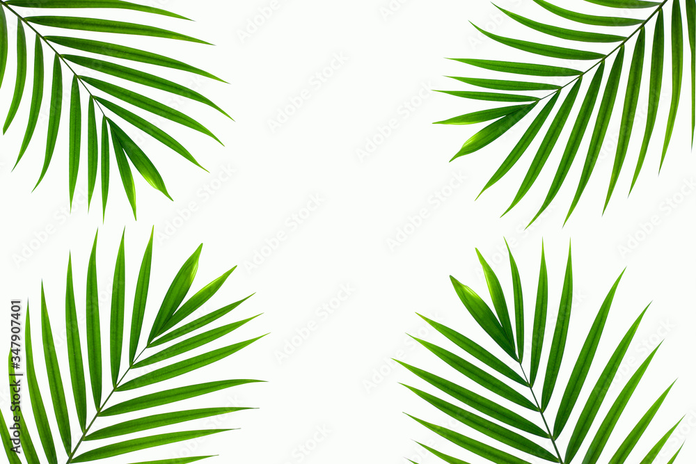 leaves of coconut isolated on white background, summer concept, flat lay