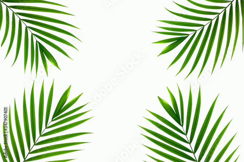 leaves of coconut isolated on white background  summer concept  flat lay