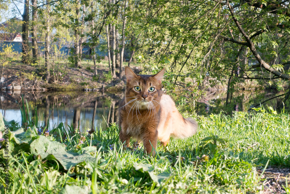 red cat with green eyes (Somali breed) walks on green grass