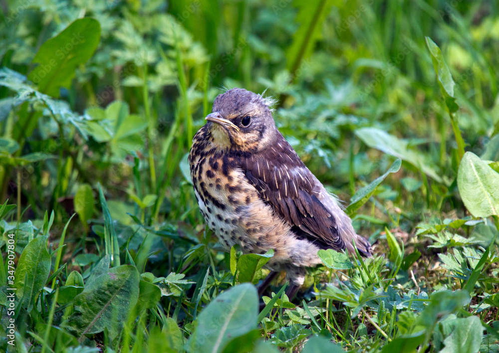 chick(Turdus pilaris) falling out of nest on green grass chick(Turdus pilaris) falling out of nest on green grass