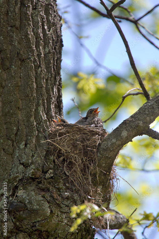 Obraz premium chick with open beak in nest waiting for food..