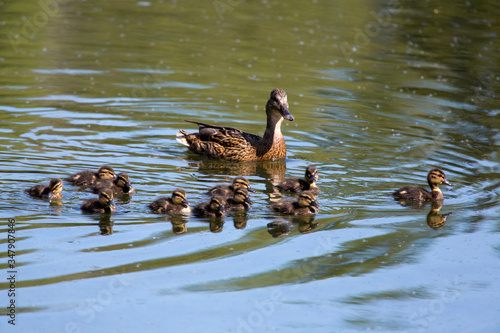 Duck and ducklings in the forest river.. photo