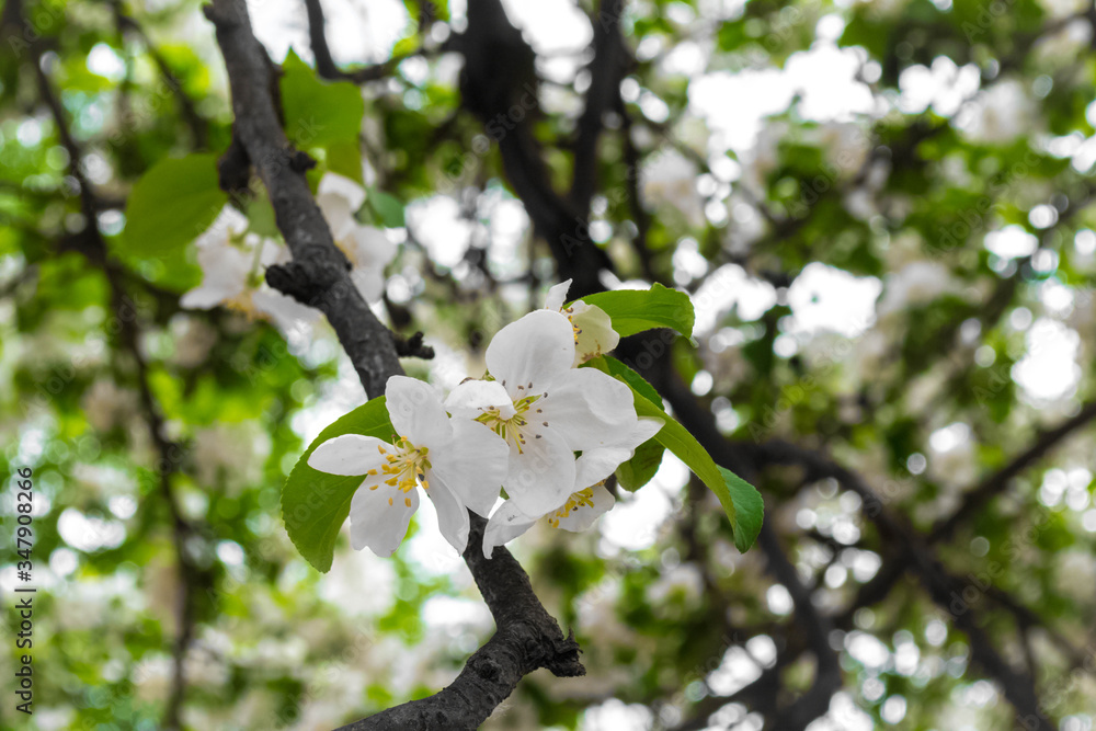 apple tree blossom apple tree blossom