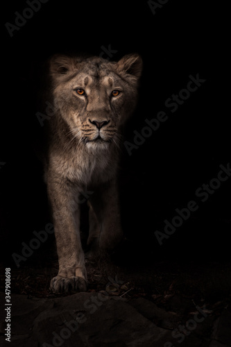  lioness hunter stands out from the darkness, full face black night background.