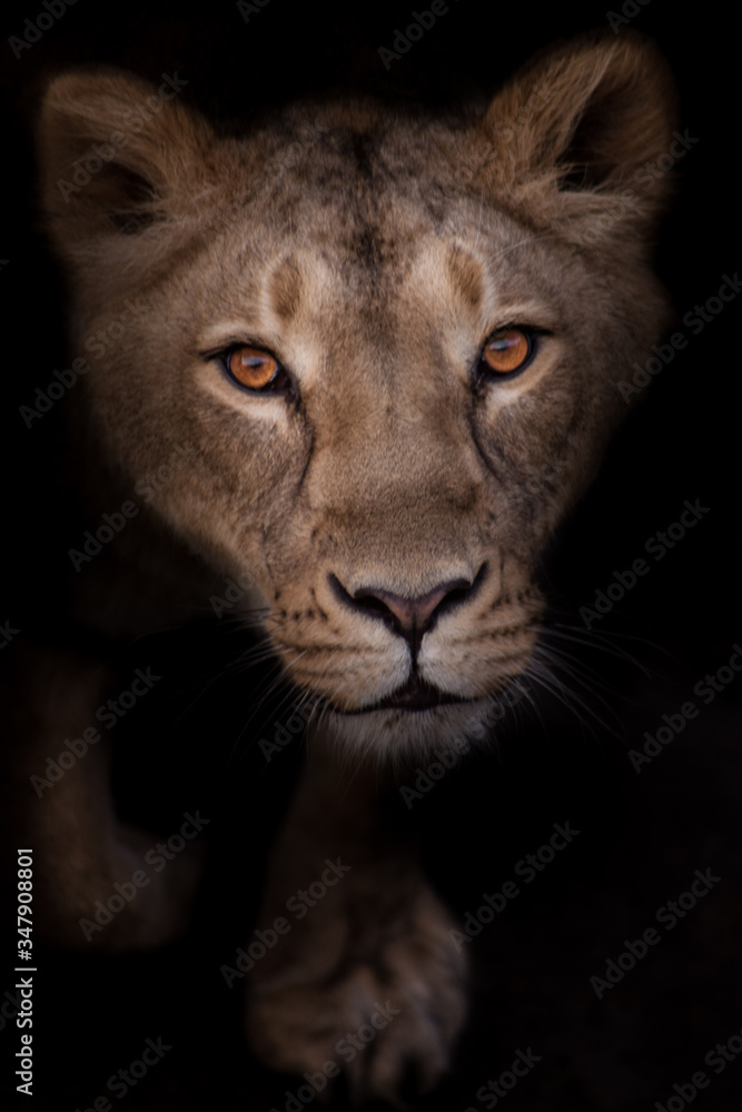 Obraz premium greedy and passionate lioness looks at you, the look of a lioness is a portrait in the night darkness..