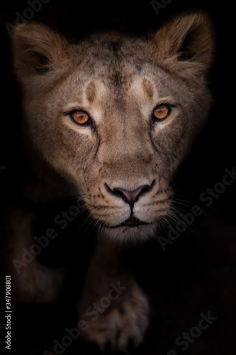 greedy and passionate lioness looks at you, the look of a lioness is a portrait in the night darkness..