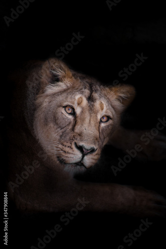  possible female lioness calmly and inquiringly looks at you, the look of a lioness is a portrait in night darkness.