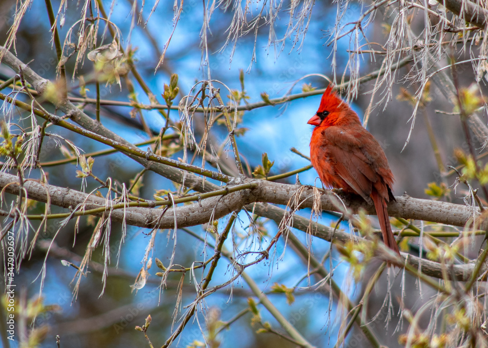 Spring Hope - bright red cardinal Spring Hope - bright red cardinal