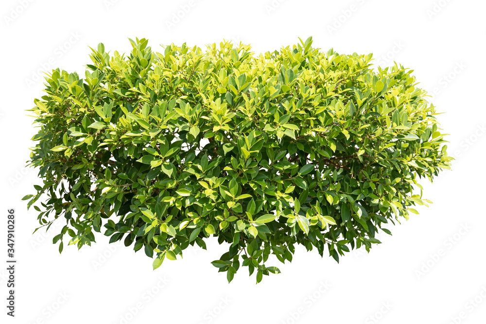 Obraz premium Bush isolated on white background