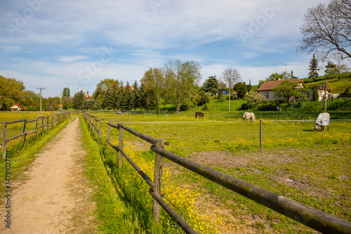 Beautiful countryside view with a horses animal in farm in deep countryside small town, Czech Republic