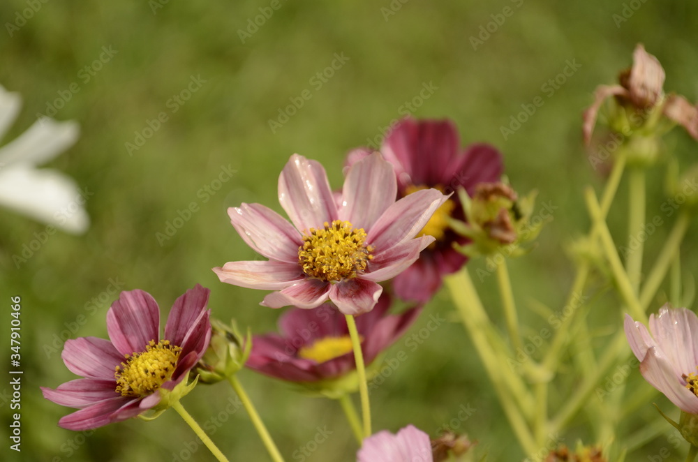 pink and yellow flower pink and yellow flower