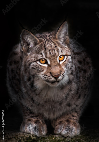  lynx - wild forest cat will eradicate, looking at you, black background..