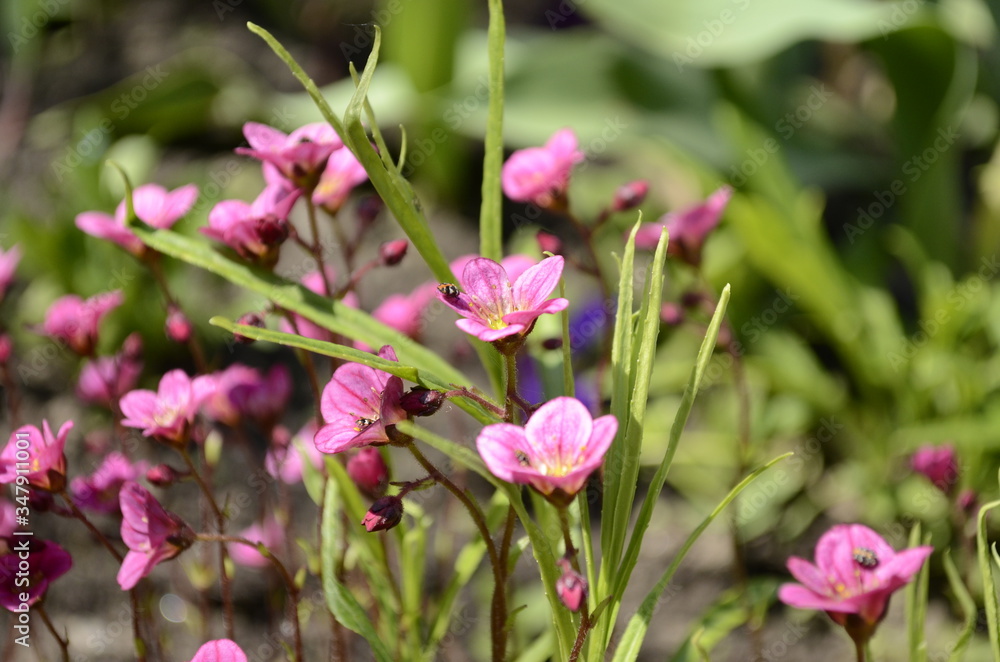 saxifrage saxifrage