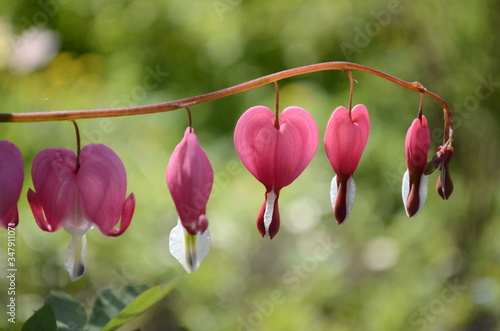 pink and white flower photo