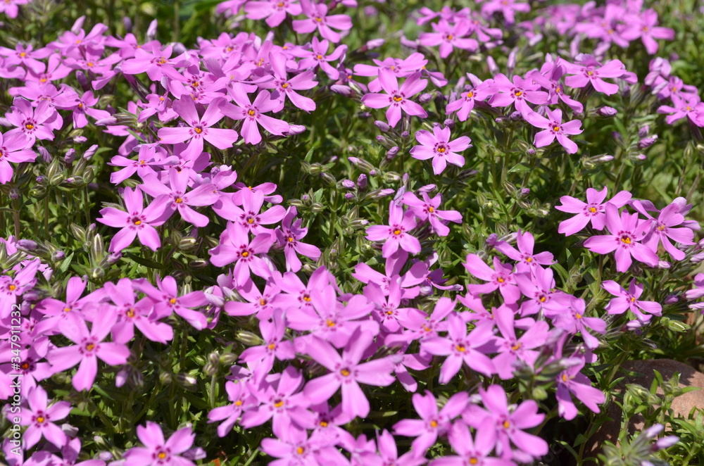 pink flowers in the garden pink flowers in the garden