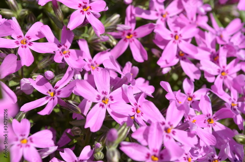 pink and purple