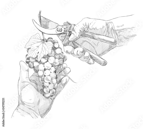 sketch of the hands of a winemaker with secateurs and a bunch of grapes on a white background. engraving or drawing. photo