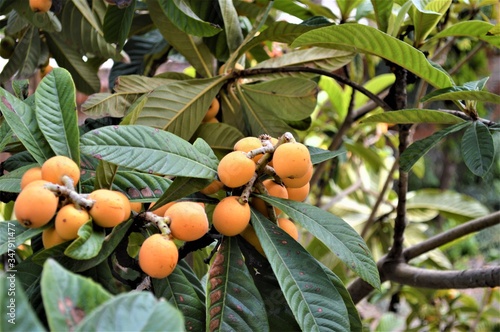 Quadro su tela frutti di nespole su albero da frutta