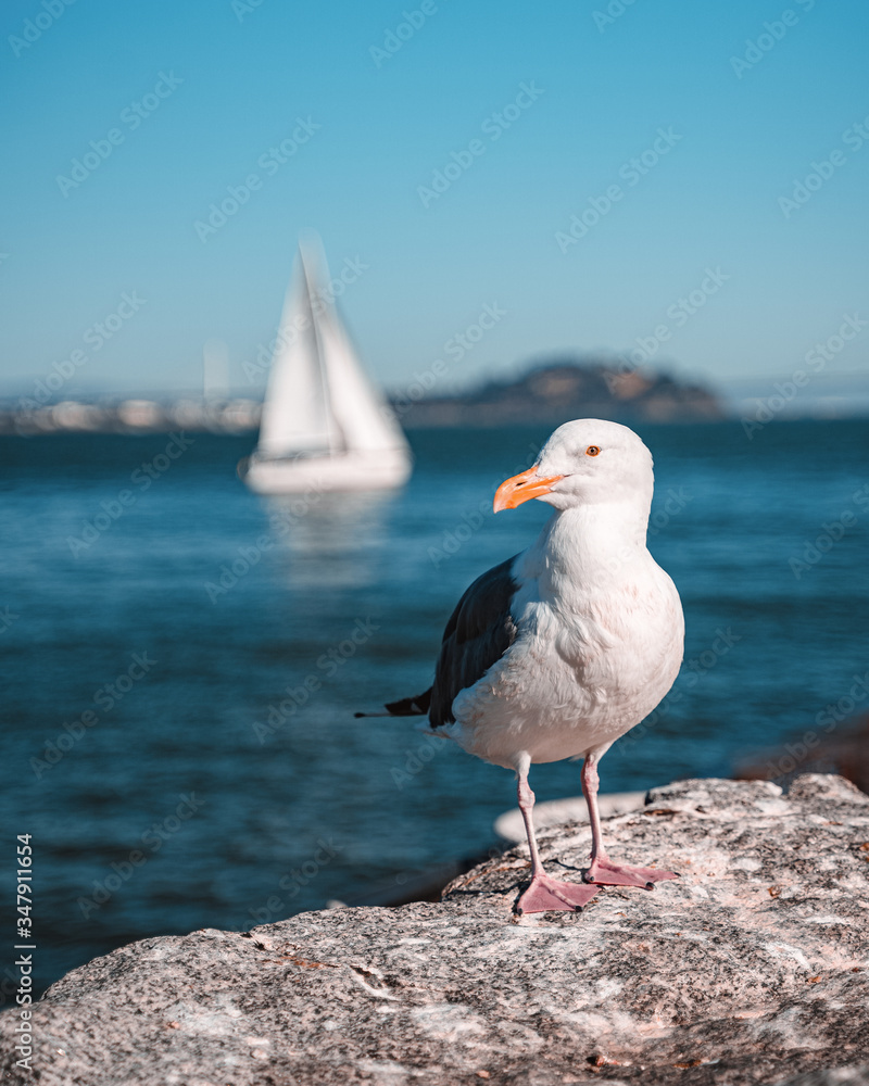 Animals around city of London and other locations. Animals around city of London and other locations.